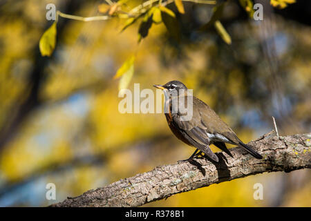 american robin in autumn Stock Photo