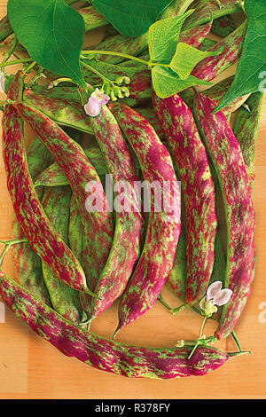 Phaseolus vulgaris Bush bean Flambo Stock Photo