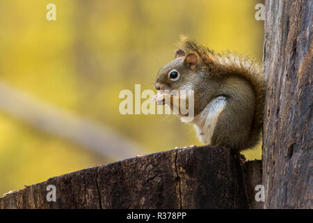 American red squirrel (Tamiasciurus hudsonicus) Stock Photo