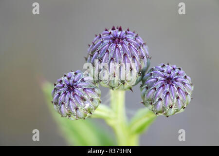 Creeping field thistle buds, Cirsium arvense Stock Photo