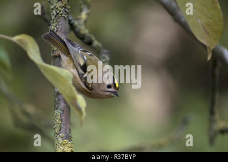 goldcrest (Regulus regulus) a very small passerine bird searching for food on an apple tree, copy space, selected focus Stock Photo