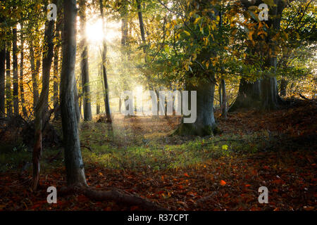 beautiful old forest in autumn with sunrays, nature background, selected focus Stock Photo