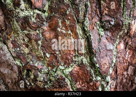 Scots Pine bark in Caledonian Forest at Abernethy in the Highlands of Scotland. Stock Photo