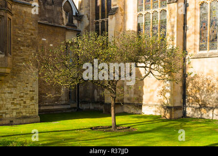 Isaac Newton Apple Tree amongst old sandstone walls of Trinity College, Cambridge University buildings. UK. Stock Photo