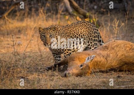 Survival of the fittest. An aggressive and intense look by a male leopard with a female blue bull kill in a morning drive at jhalana forest reserve, J Stock Photo