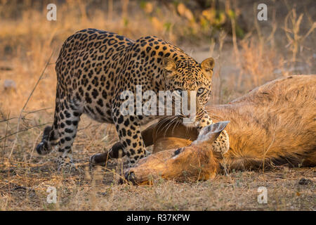 Survival of the fittest. An aggressive and intense look by a male leopard with a female blue bull kill in a morning drive at jhalana forest reserve, J Stock Photo