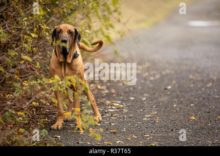 Young female of Fila Brasileiro or Brazilian Mastiff in autumn park Stock Photo