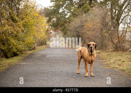Young female of Fila Brasileiro or Brazilian Mastiff in autumn park Stock Photo