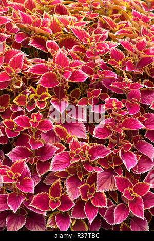 Coleus nettle (Solenostemon scutellarioides), full format, Germany Stock Photo