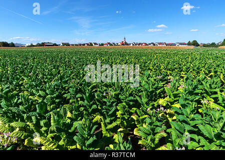 Tobacco plant (Nicotiana), tabacco field, rear Ringsheim, Baden-Württemberg, Germany Stock Photo