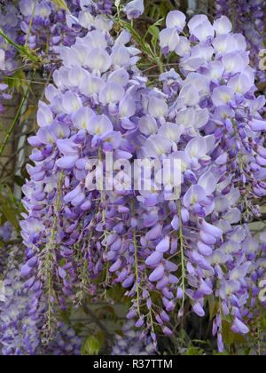 wisteria Stock Photo