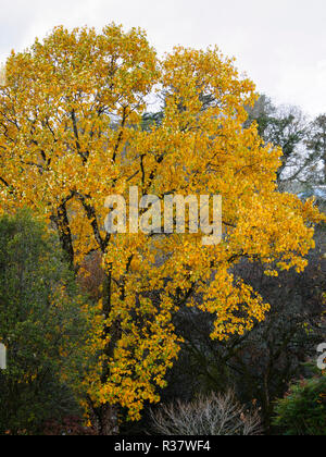 Yellow autumn foliage of the deciduous tulip tree,  Liriodendron tulipifera Stock Photo