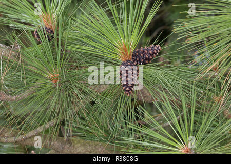 Gelb-Kiefer, Gold-Kiefer, Gelbkiefer, Goldkiefer, Ponderosa-Kiefer, Zapfen, Kiefernzapfen, Pinus ponderosa, ponderosa pine, bull pine, blackjack pine, Stock Photo