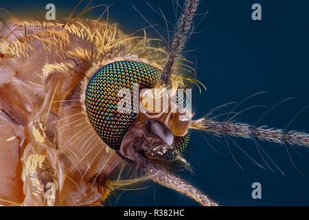 Extremely sharp and detailed study of a Mosquito head taken with a macro lens stacked from many images into one very sharp photo. Stock Photo