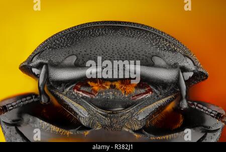 Extreme sharp and detailed photo of a stag beetle Dorcus parallelipipedus. The image is stacked from many shots into one sharp image. Stock Photo