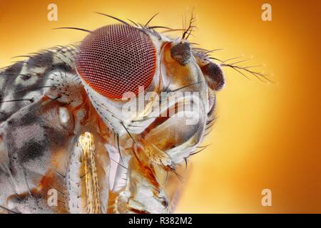 Extreme sharp and detailed image of the fruit fly at an extreme magnification taken with a microscope objective. Stock Photo