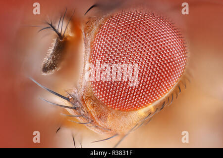 Extreme sharp and detailed image of the fruit fly compound eye surface at an extreme magnification taken with a microscope objective. Stock Photo