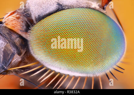 Fly eye magnification hi-res stock photography and images - Alamy