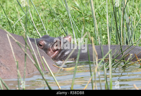A newly born baby  Hippopotamus (Hippopotamus amphibious) beside the bulk of its mother in the shallow water of the Kazinga Channel between Lake Georg