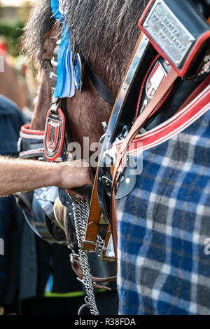 Leonhardi decorated big cold blooded horses Bad Toelz Germany Stock Photo