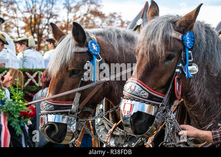 Leonhardi decorated big cold blooded horses Bad Toelz Germany Stock Photo