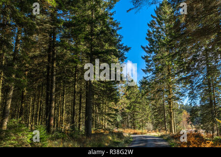 Views along the Raiders Road in the Galloway Forest Park during the autumn season. Stock Photo