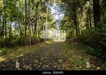 Bike and footpath through the woods. Stock Photo