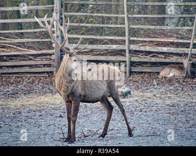 Red deer ( Cervus elaphus ) at wooden fence in rutting season. The hoarfrost on the ground with fallen leaves.