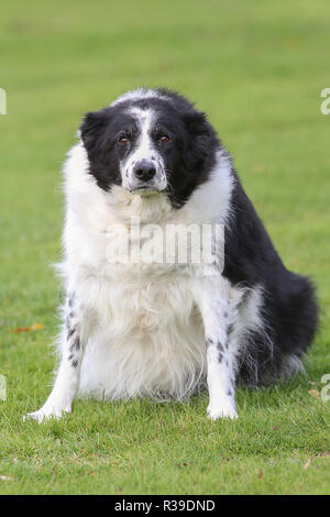 gables farm dogs