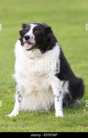 Shelter collie store