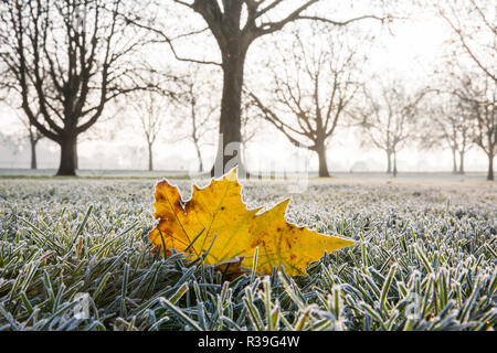 Windsor, UK. 22nd November, 2018. A heavy frost alongside the Long Walk in Windsor Great Park. After the coldest night since February, there was widespread frost and freezing fog in Berkshire this morning but temperatures are expected to rise for a few days from tomorrow to more normal temperatures for November. Credit: Mark Kerrison/Alamy Live News Stock Photo