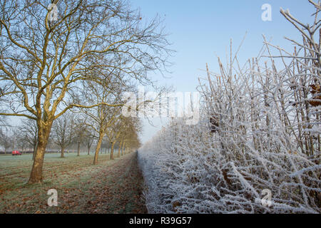 Windsor, UK. 22nd November, 2018. A heavy frost alongside the Long Walk in Windsor Great Park. After the coldest night since February, there was widespread frost and freezing fog in Berkshire this morning but temperatures are expected to rise for a few days from tomorrow to more normal temperatures for November. Credit: Mark Kerrison/Alamy Live News Stock Photo