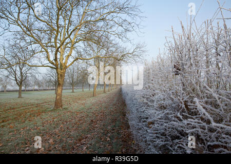 Windsor, UK. 22nd November, 2018. A heavy frost alongside the Long Walk in Windsor Great Park. After the coldest night since February, there was widespread frost and freezing fog in Berkshire this morning but temperatures are expected to rise for a few days from tomorrow to more normal temperatures for November. Credit: Mark Kerrison/Alamy Live News Stock Photo