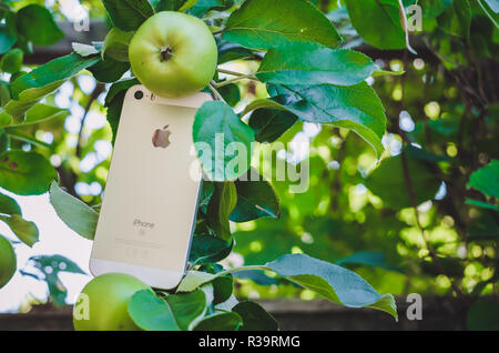 HALMSTAD, SWEDEN - AUGUST 9, 2018: concept image of new white or silver apple iphone SE on real apple tree with ripe fruits in the garden. Selective focus, blurred background Stock Photo