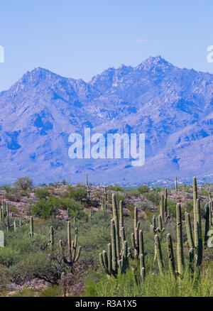 Saguaro cactuses in the Arizona desert Stock Photo