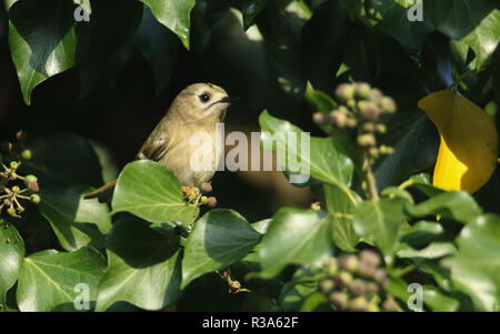 A pretty Goldcrest (Regulus regulus) perching on ivy leaves searching for insects to eat. Stock Photo