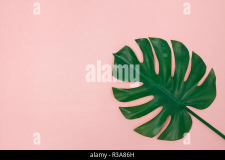 Dark green Monstera palm leaf on light pink background. Elegant decor. Stock Photo