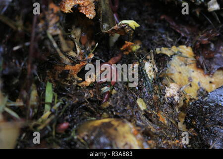 Worm in compost wiggling its way through. This is a red wiggler the common compost worm for vermicomposting. Stock Photo