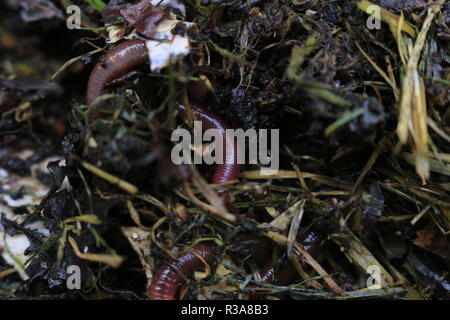 Worm in compost wiggling its way through. This is a red wiggler the common compost worm for vermicomposting. Stock Photo