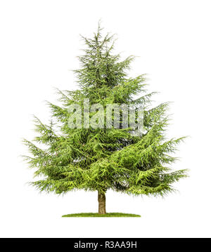 indemnified cedar against a white background Stock Photo