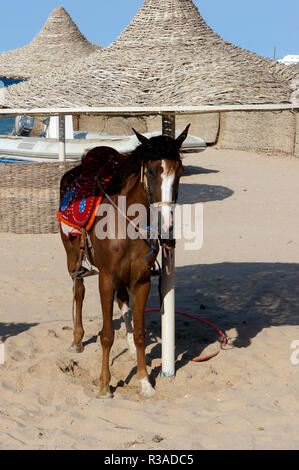 horse under a parasol on the beach Stock Photo