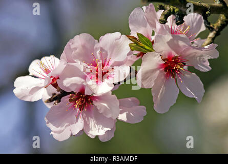 flowers of the genuine sweet-almond prunus dulcis Stock Photo