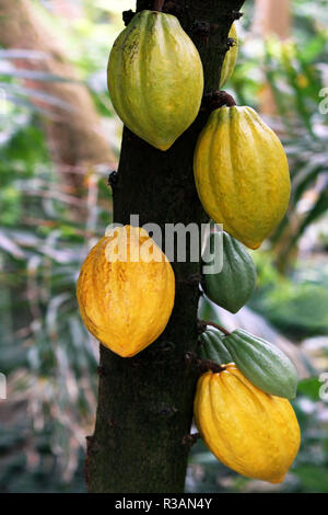 cocoa fruits of different maturity Stock Photo