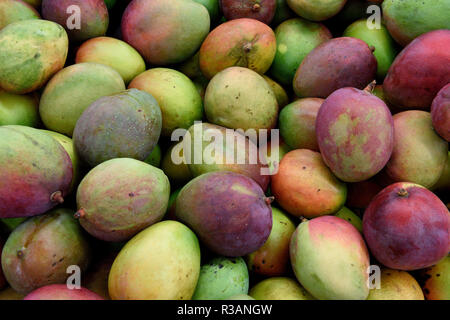 Colombian tropical Mango fruit, fresh harvested ripe colorful mango fruit in a farmers produce market in Bogota, Colombia Stock Photo