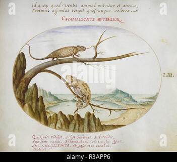 Animalia Qvadrvpedia et Reptilia (Terra): Plate LIII. Dated: c. 1575/1580. Dimensions: page size (approximate): 14.3 x 18.4 cm (5 5/8 x 7 1/4 in.). Medium: watercolor and gouache, with oval border in gold, on vellum. Museum: National Gallery of Art, Washington DC. Author: Joris Hoefnagel. Stock Photo