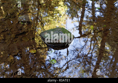 Rock in the middle of a pool on the forest floor and tree reflections, Pacific Spirit Regional Park and nature preserve, Vancouver, BC, Canada Stock Photo