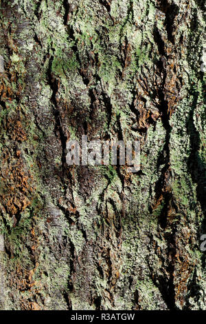 Close-up of the bark of a mature western red cedar tree Thuja plicata covered in green lichen,Pacific Spirit Regional Park, Vancouver, BC, Canada Stock Photo