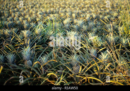 pineapple plantation on the island of oahu,hawaii Stock Photo