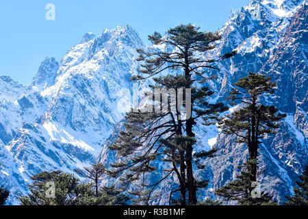 Selective focus: Yumthang Valley or Valley of Flowers sanctuary, is a nature beauty on meadows species of the rhododendron, the state flower, surround Stock Photo