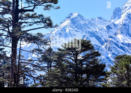 Selective focus: Yumthang Valley or Valley of Flowers sanctuary, is a nature beauty on meadows species of the rhododendron, the state flower, surround Stock Photo